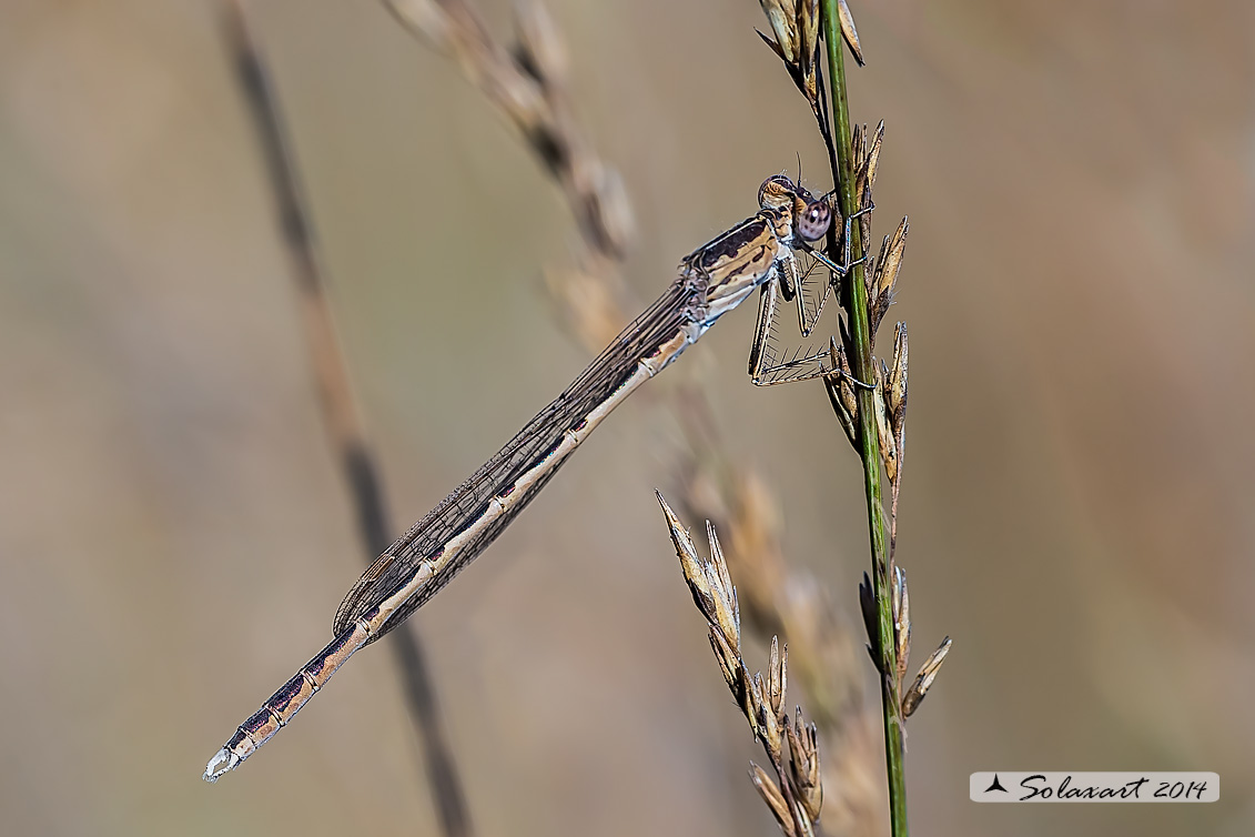 Sympecma paedisca (maschio) - Siberian Winter Damselfly (male)