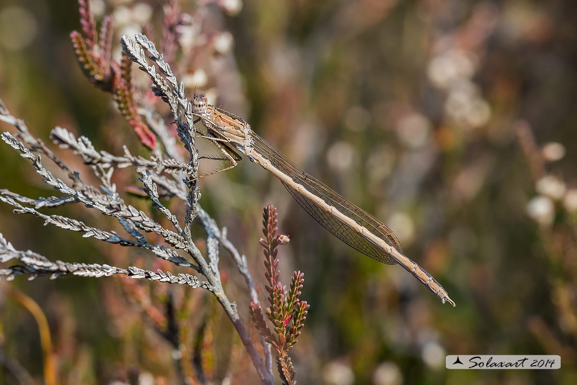 Sympecma paedisca (maschio) - Siberian Winter Damselfly (male)