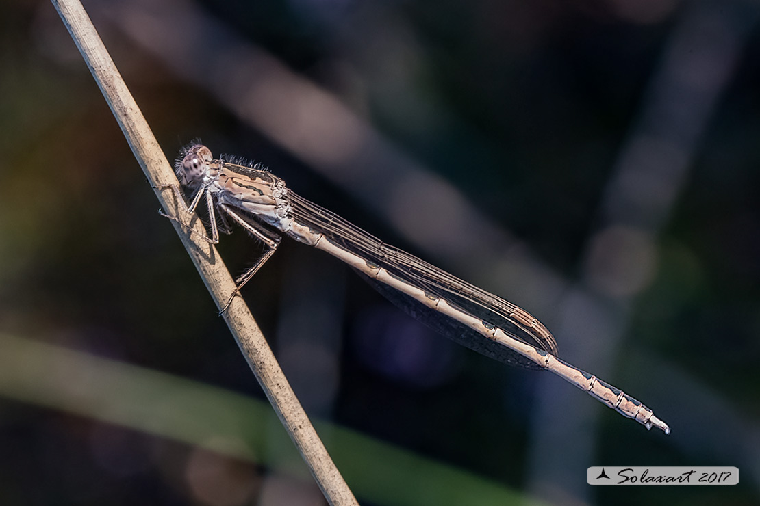 Sympecma paedisca:  Invernina delle brughiere (maschio)    ;   Siberian Winter Damselfly (male)