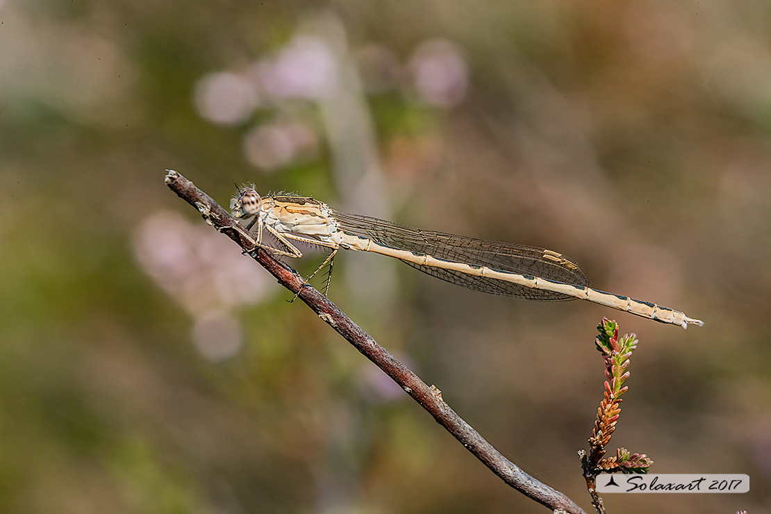 Sympecma paedisca:  Invernina delle brughiere (maschio)    ;   Siberian Winter Damselfly (male)