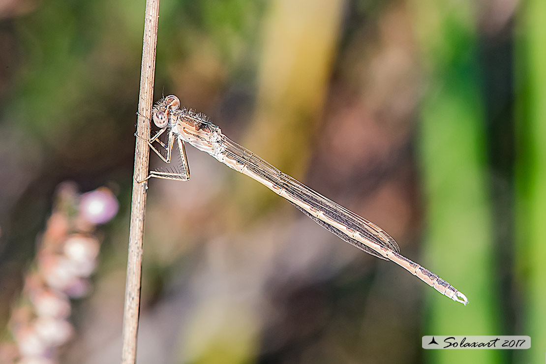 Sympecma paedisca:  Invernina delle brughiere (maschio)    ;   Siberian Winter Damselfly (male)