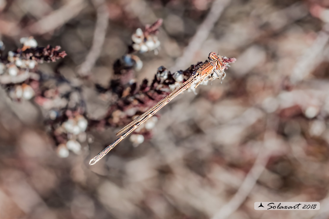 Sympecma paedisca: Invernina delle brughiere (maschio); Siberian Winter Damselfly (male)