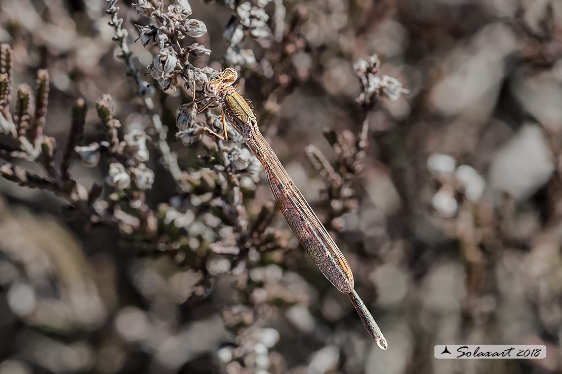 Sympecma paedisca: Invernina delle brughiere (maschio); Siberian Winter Damselfly (male)