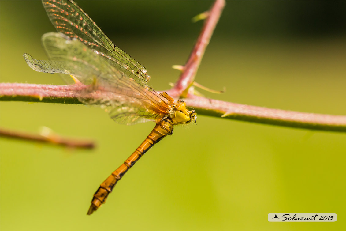   predatore:  Probabilmente Averla -    preda: Sympetrum sp