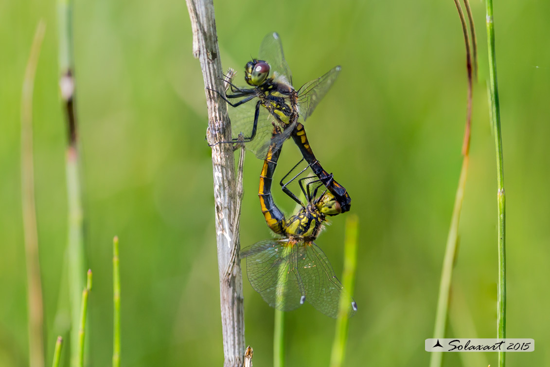 Sympetrum danae  (copula)    -    Black Darter  (mating)