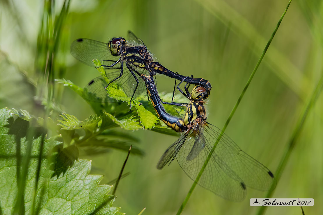Sympetrum danae:    Cardinale nero (copula) ; Black Darter  (mating wheel)