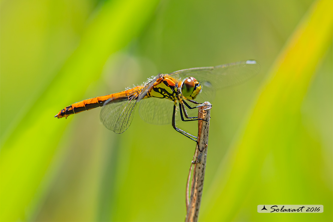 Sympetrum danae  (femmina) - Black Darter  (female)