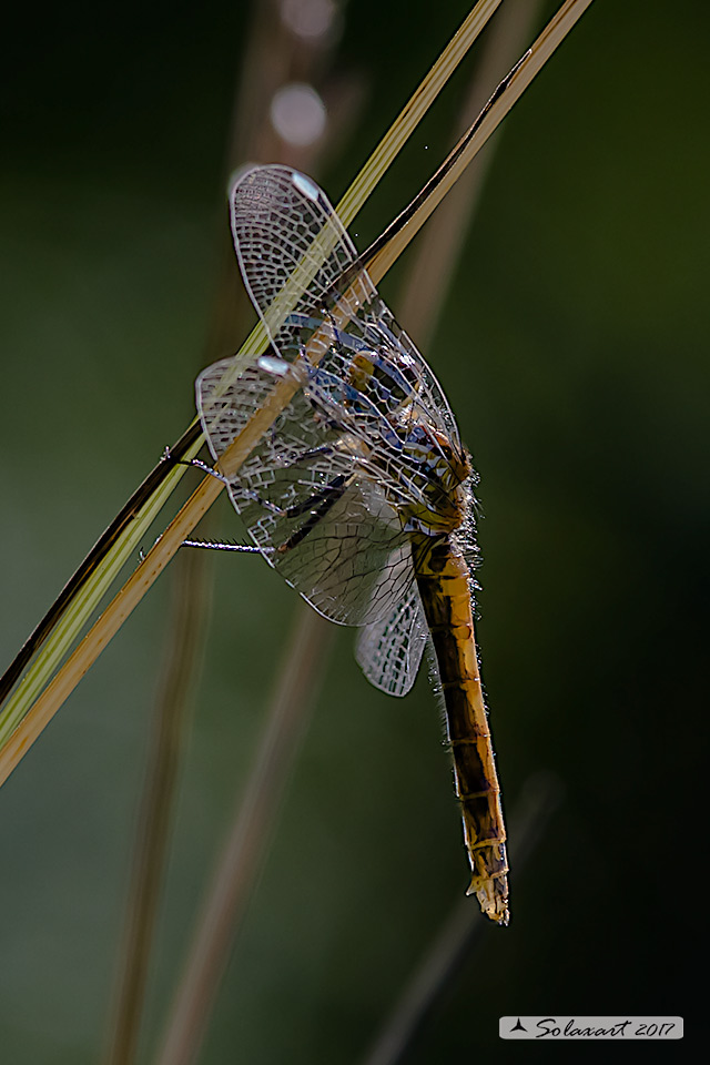 Sympetrum danae:    Cardinale nero (femmina)    ;    Black Darter  (female)