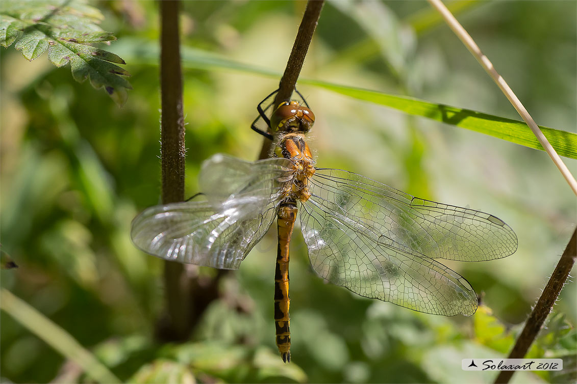 Sympetrum danae  (femmina)    -    Black Darter  (female)
