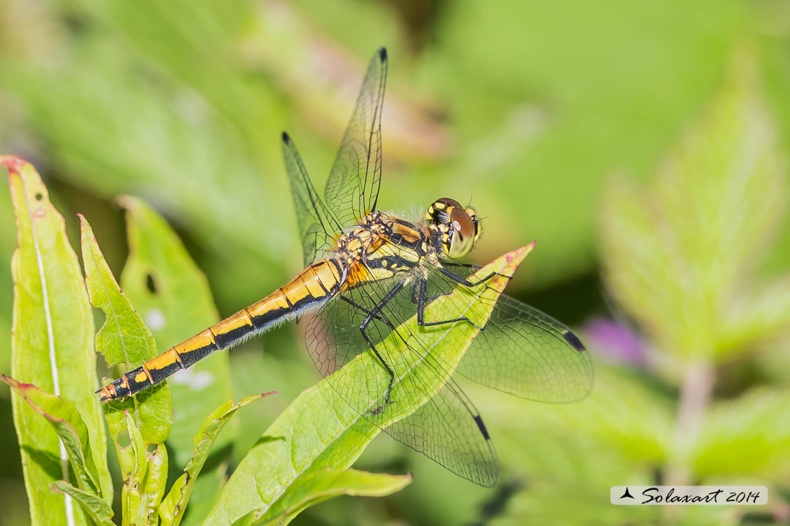 Sympetrum danae male
