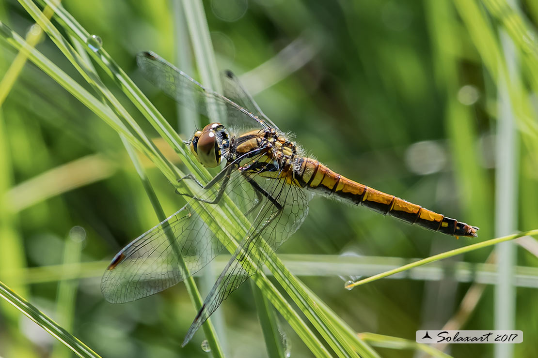Sympetrum danae:    Cardinale nero (femmina)    ;    Black Darter  (female)