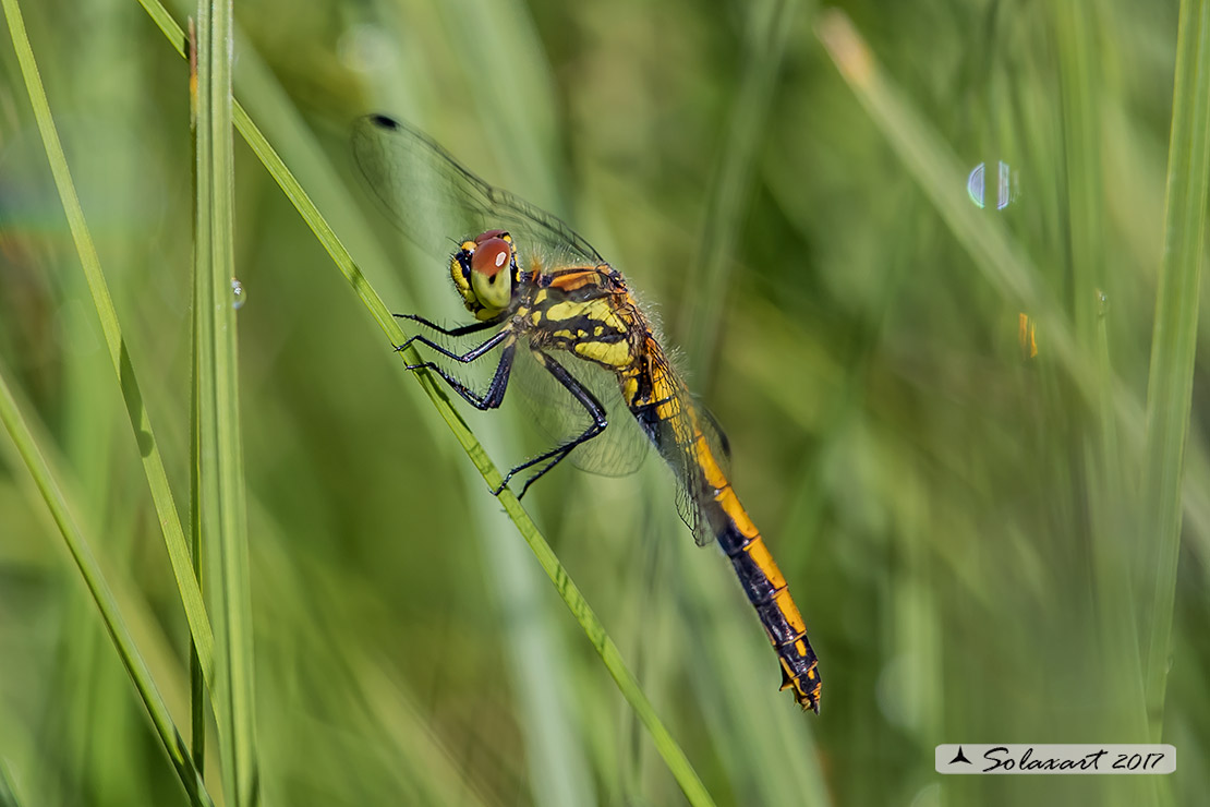 Sympetrum danae:    Cardinale nero (femmina)    ;    Black Darter  (female)