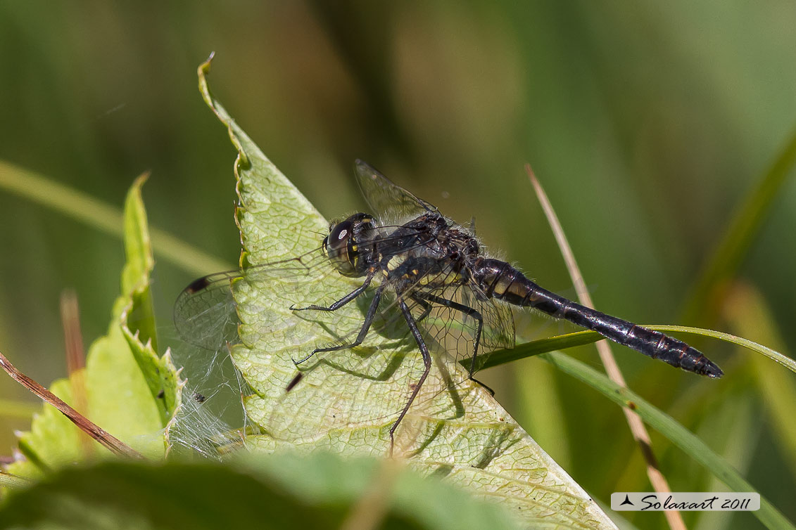 Sympetrum danae - Black Darter