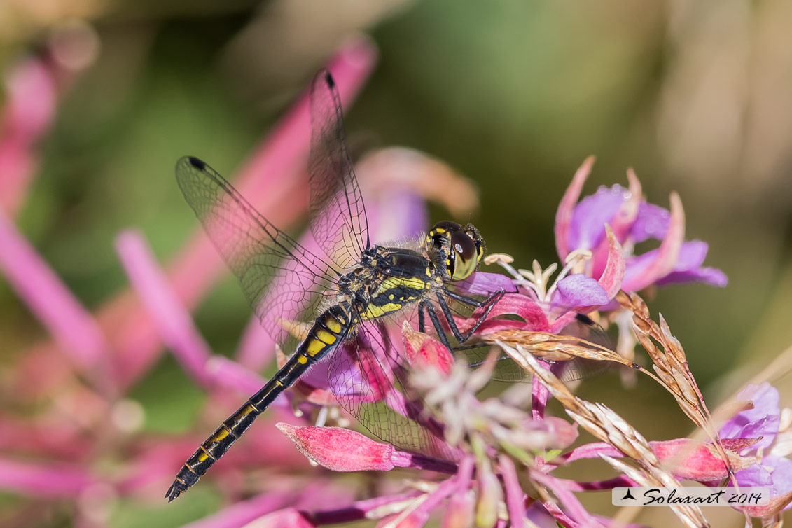 Sympetrum danae  - female
