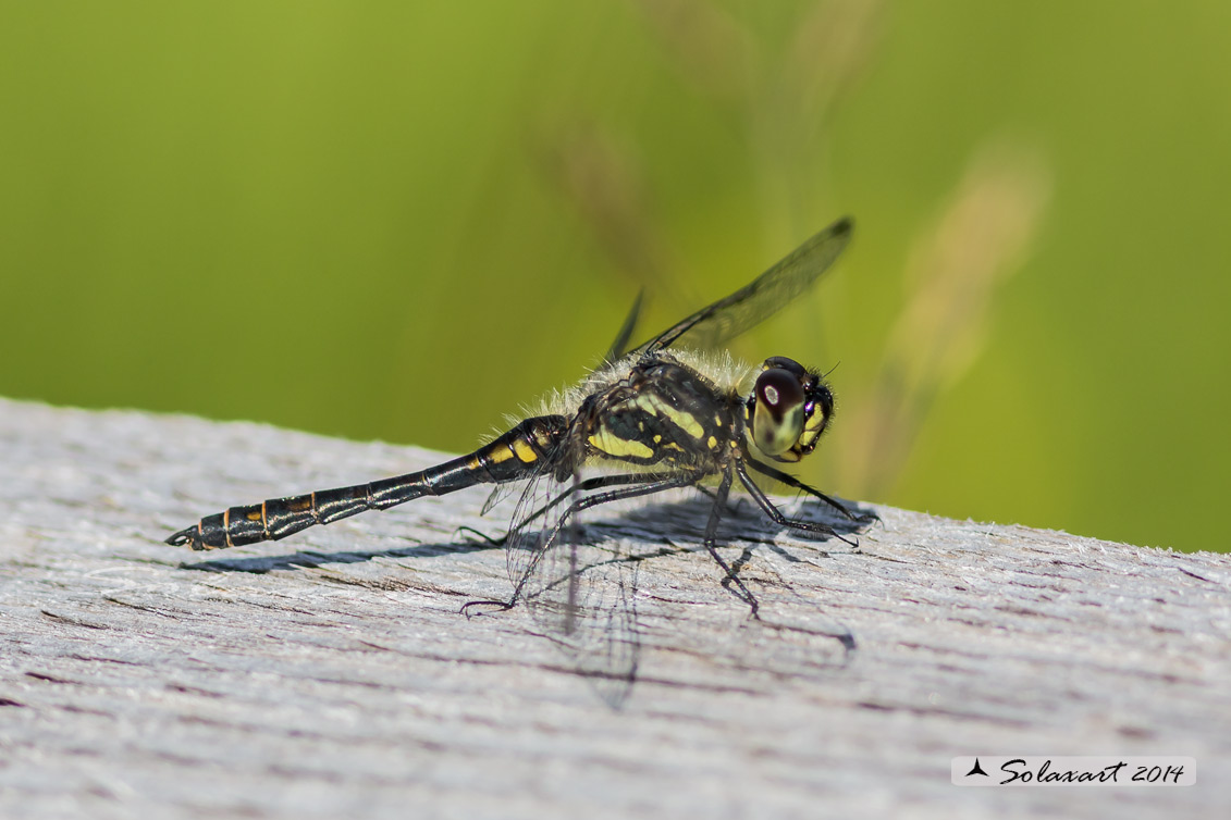Sympetrum danae male