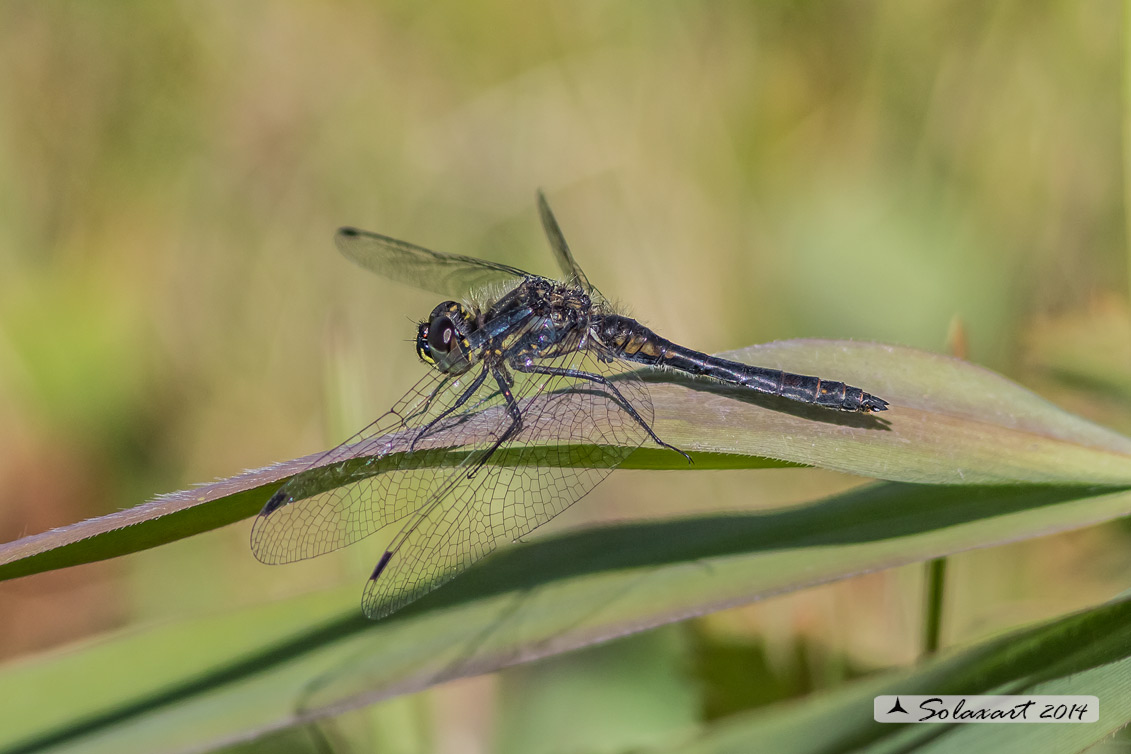 Sympetrum danae  -  Cardinale nero  -  Black Darter