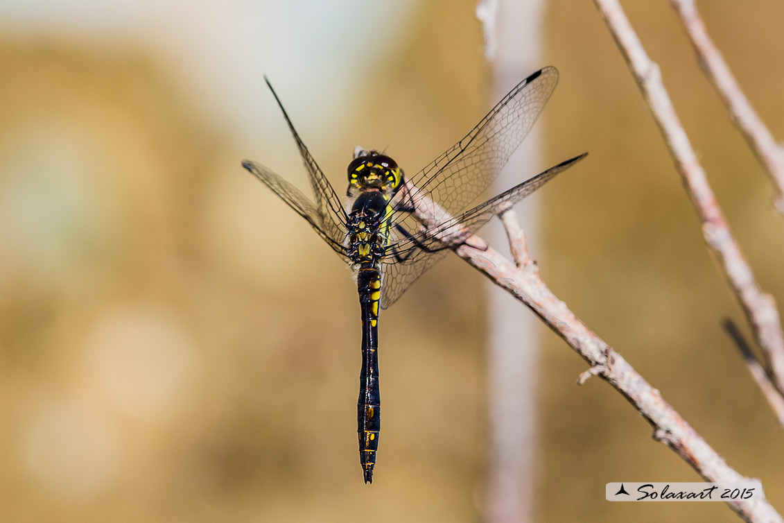Sympetrum danae  (maschio)    -    Black Darter  (male)