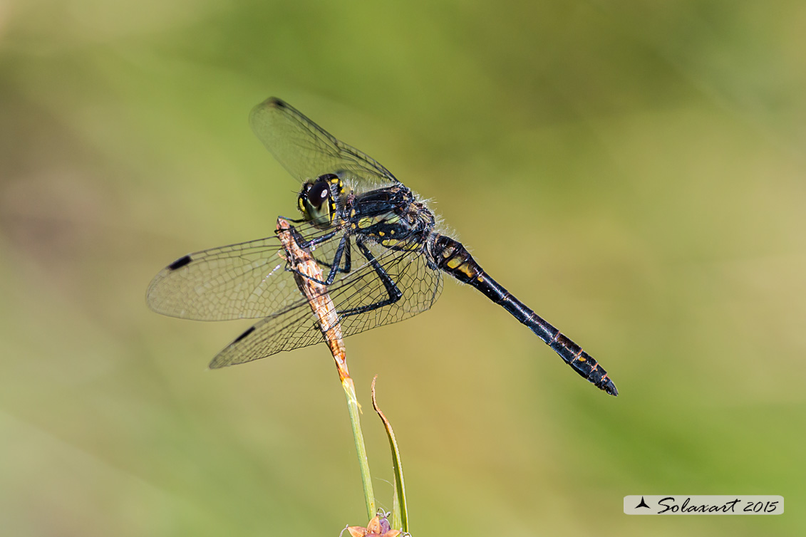 Sympetrum danae  (maschio)    -    Black Darter  (male)