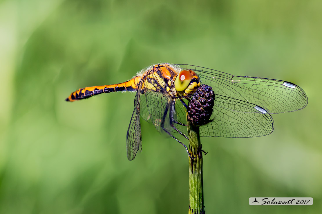 Sympetrum danae:    Cardinale nero (maschio immaturo)    ;    Black Darter  (Juvenile male)