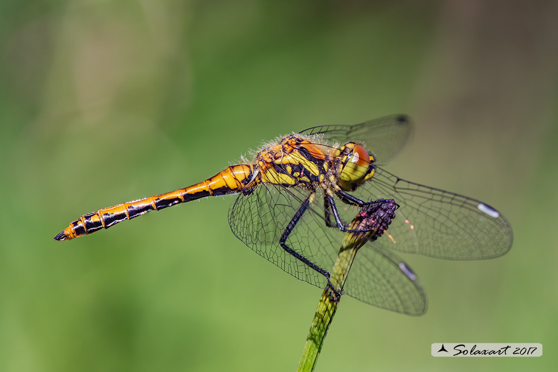 Sympetrum danae:    Cardinale nero (maschio immaturo)    ;    Black Darter  (Juvenile male)