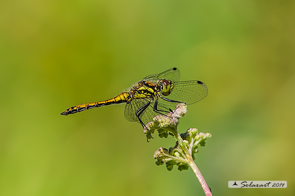 Sympetrum danae  (maschio immaturo)    -    Black Darter  (immature male)