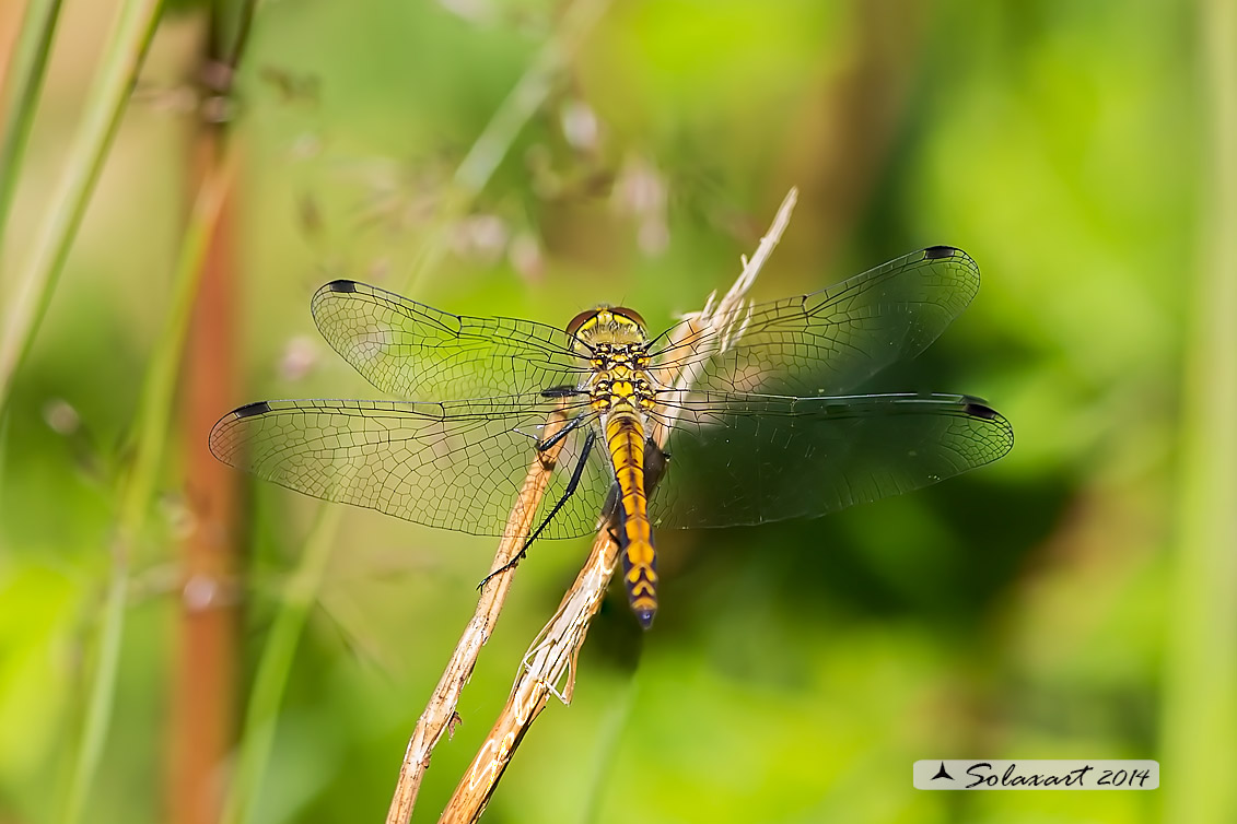 Sympetrum danae  (maschio immaturo)    -    Black Darter  (immature male)