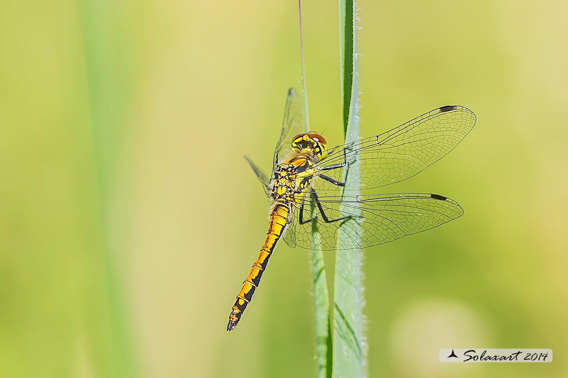 Sympetrum danae  (maschio immaturo)    -    Black Darter  (immature male)