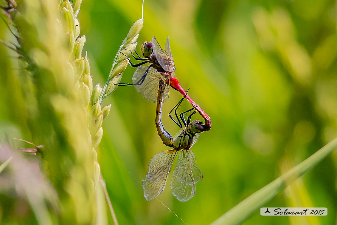 Sympetrum depressiusculum (Tandem)  -  Spotted Darter (Tandem)