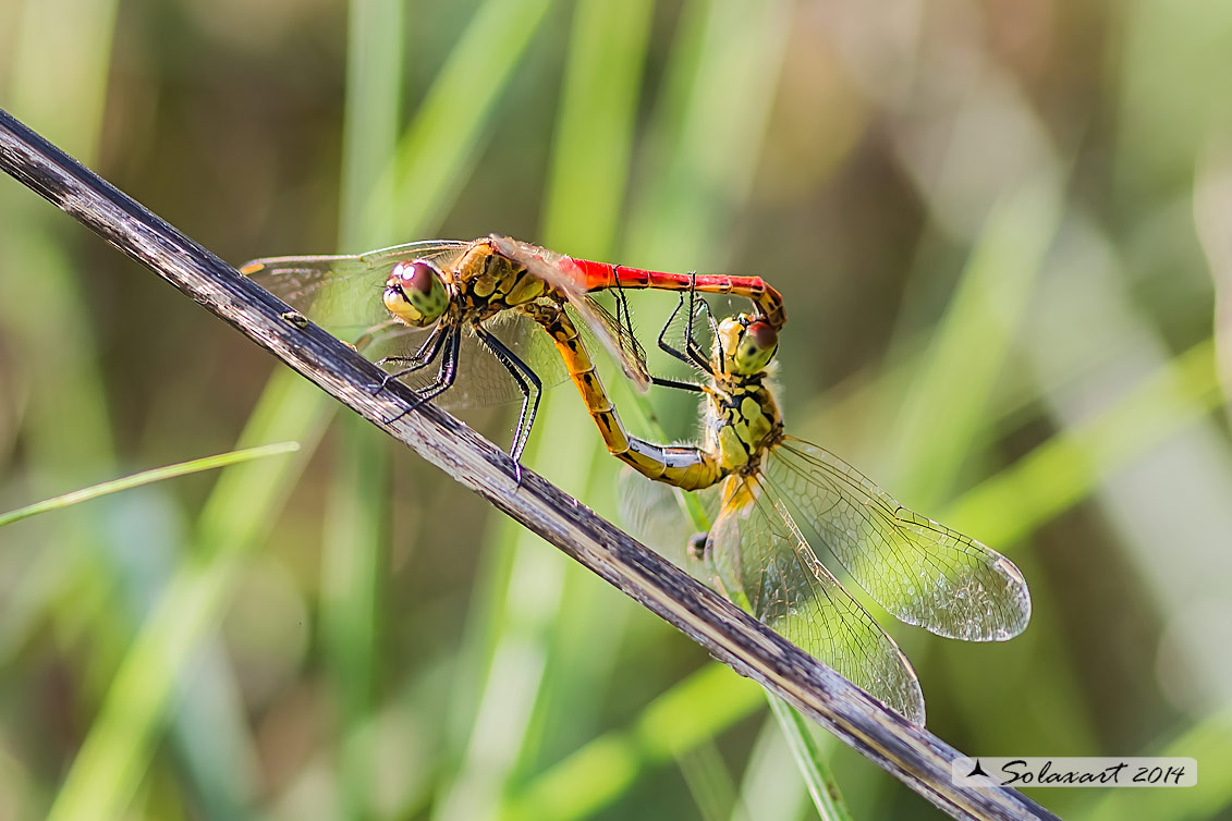 Sympetrum depressiusculum (Tandem)  -  Spotted Darter (Tandem)