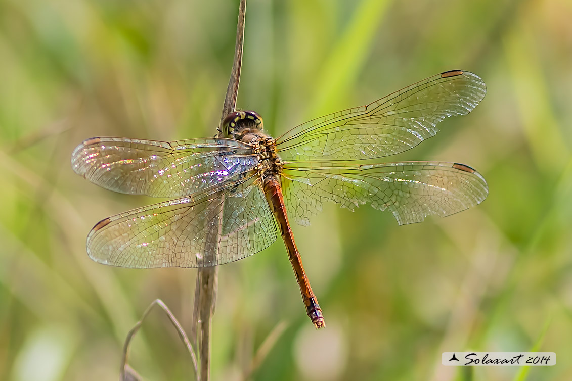 Sympetrum depressiusculum (femmina)  -  Spotted Darter (female)