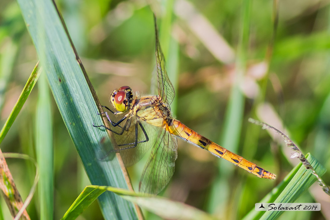 Sympetrum depressiusculum (femmina)  -  Spotted Darter (female)