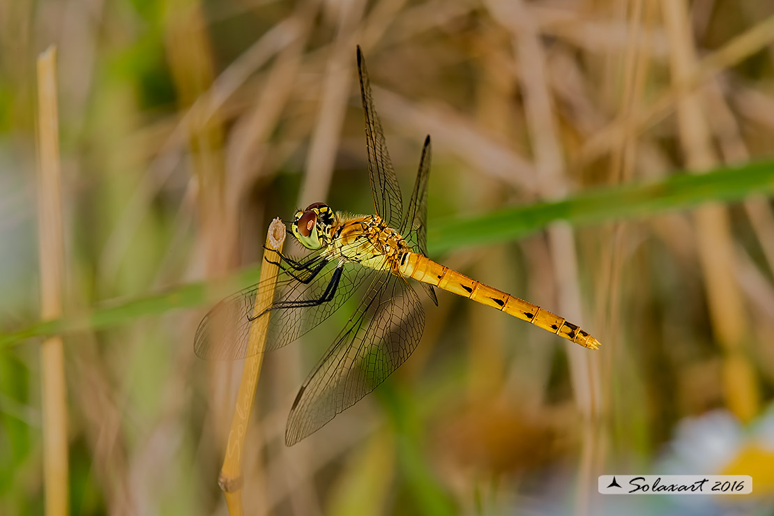 Sympetrum depressiusculum:  Cardinale padano (femmina)  ;   Spotted Darter (female)