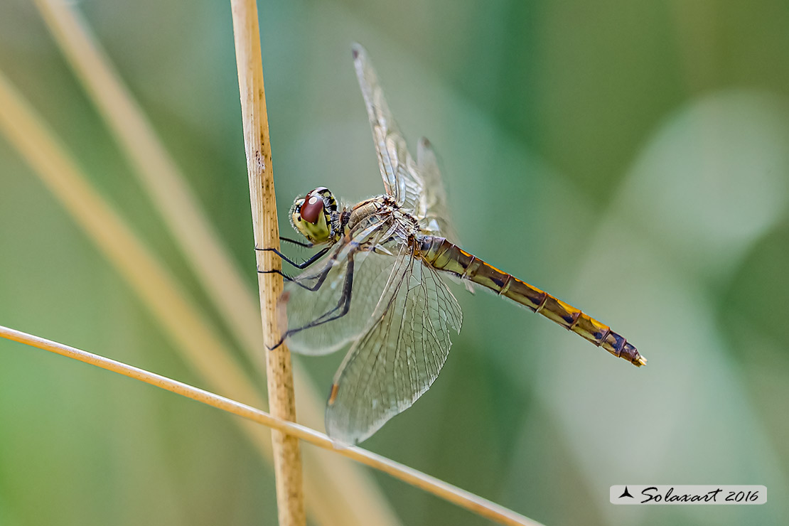 Sympetrum depressiusculum:  Cardinale padano (femmina)  ;   Spotted Darter (female)