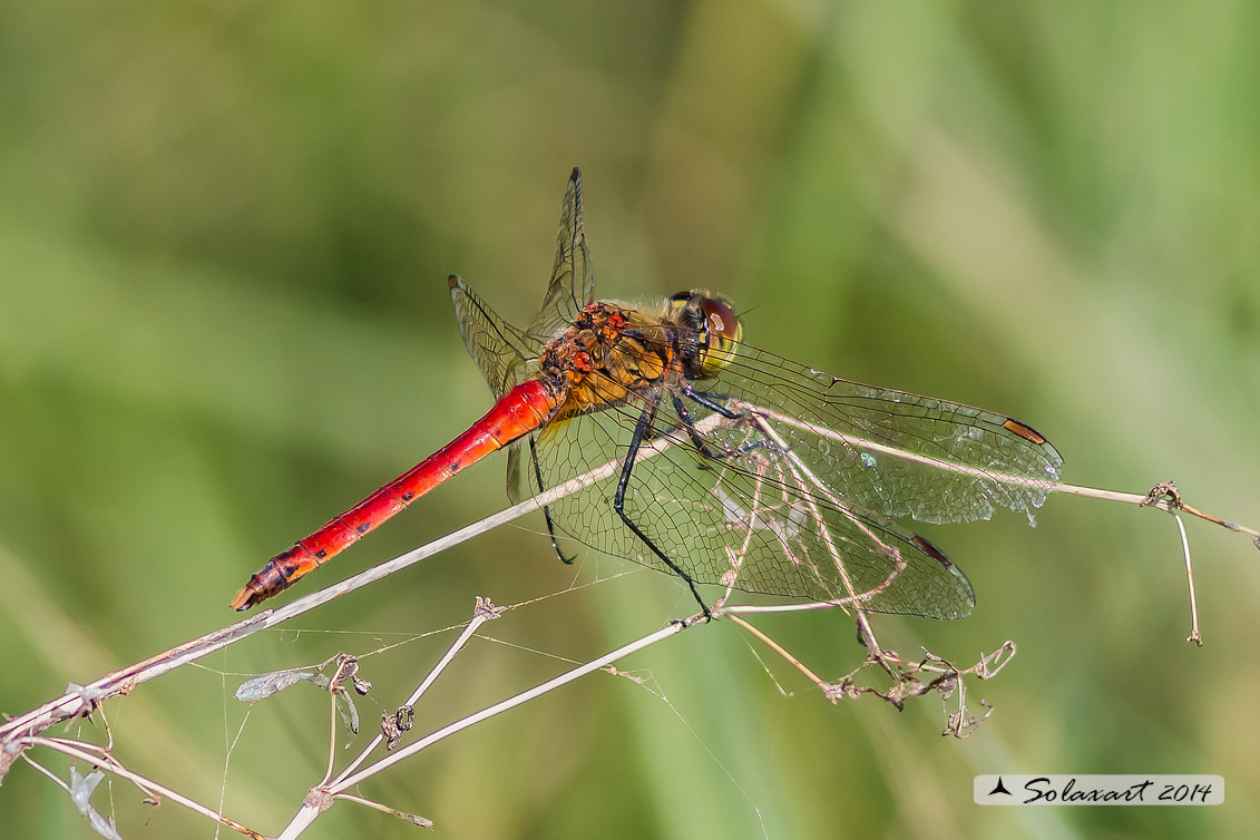 Sympetrum depressiusculum (maschio)  -  Spotted Darter (male)