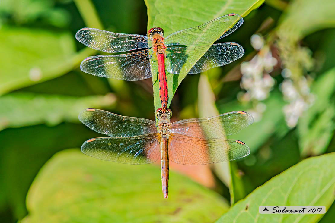 Sympetrum depressiusculum:   Cardinale padano (tandem)  ;   Spotted Darter (tandem)