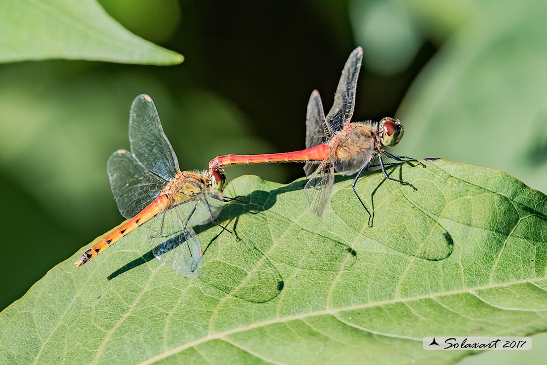 Sympetrum depressiusculum:   Cardinale padano (tandem)  ;   Spotted Darter (tandem)