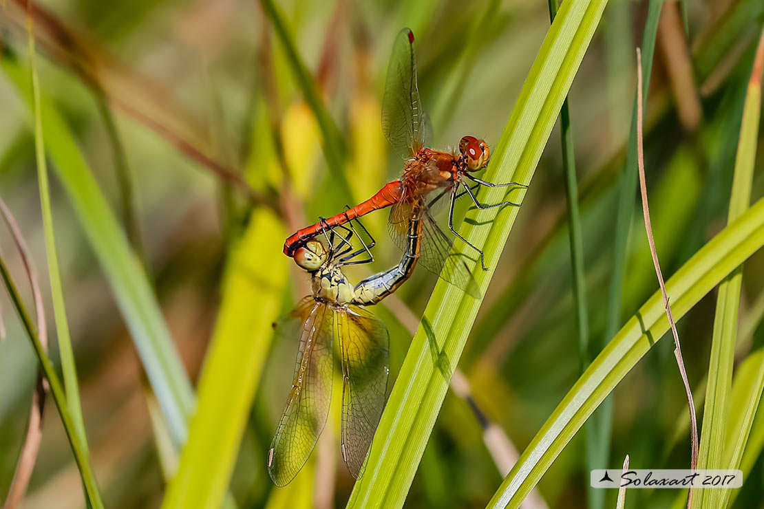 Sympetrum Flaveolum: Cardinale dorato (copula) ; Yellow-winged darter (mating)