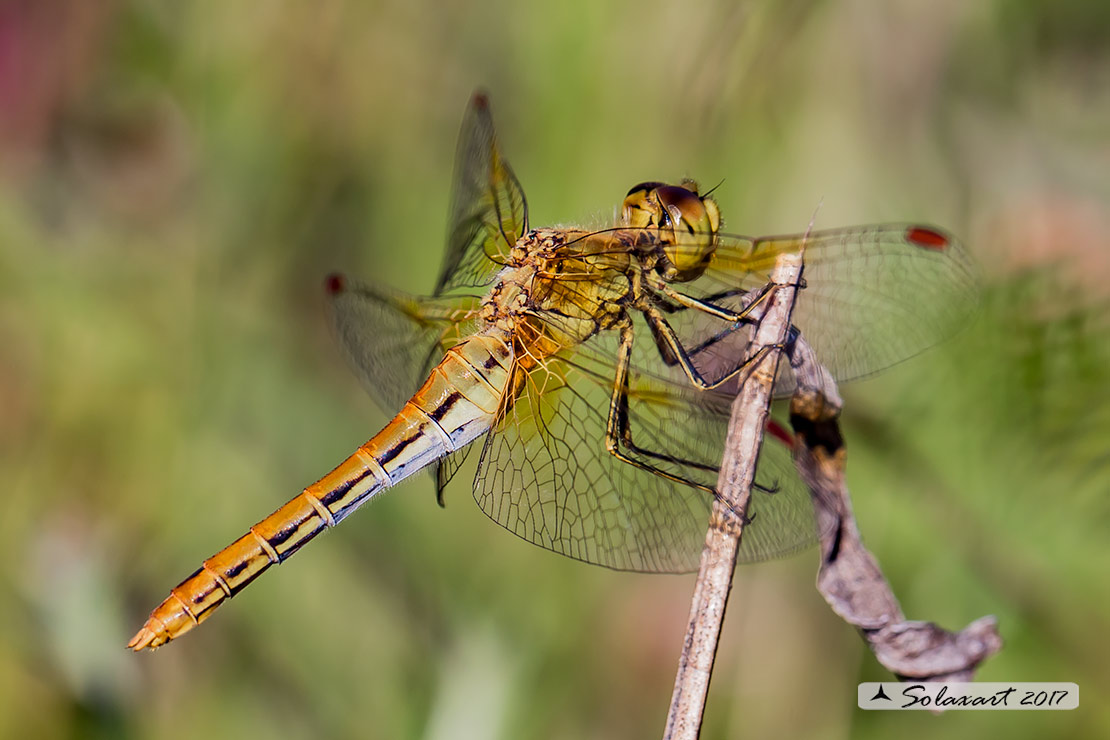 Sympetrum Flaveolum: Cardinale dorato (femmina) ; Yellow-winged darter (female)