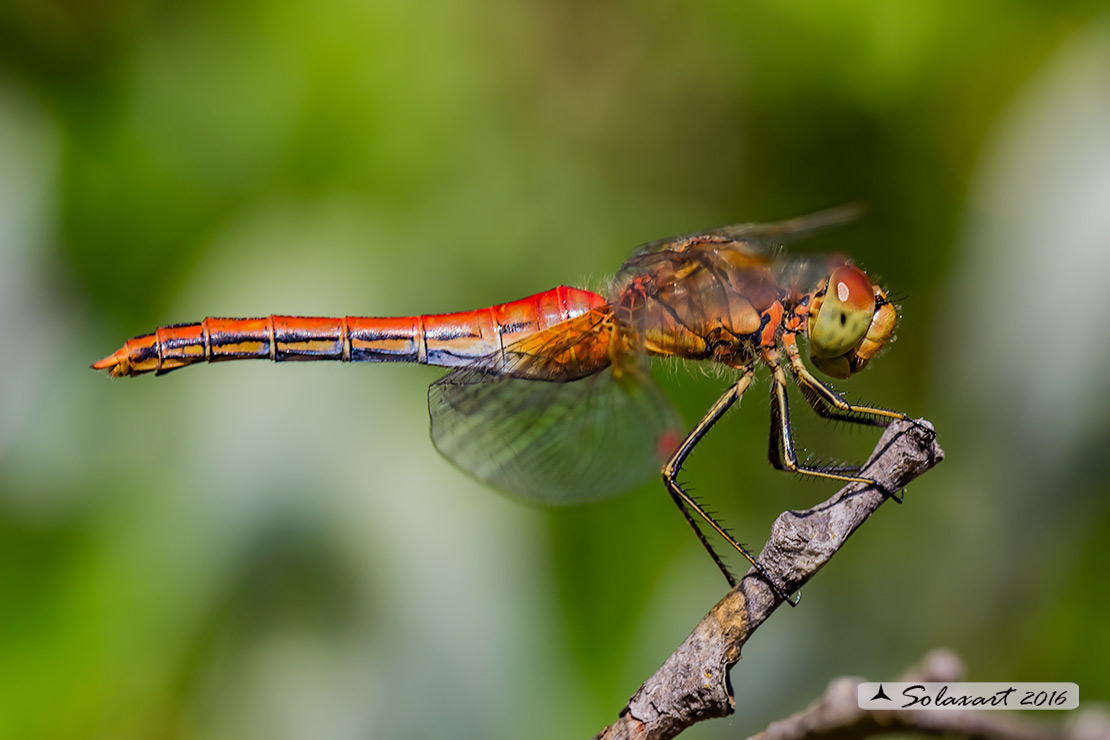 Sympetrum Flaveolum: Cardinale dorato (femmina) ; Yellow-winged darter (female)