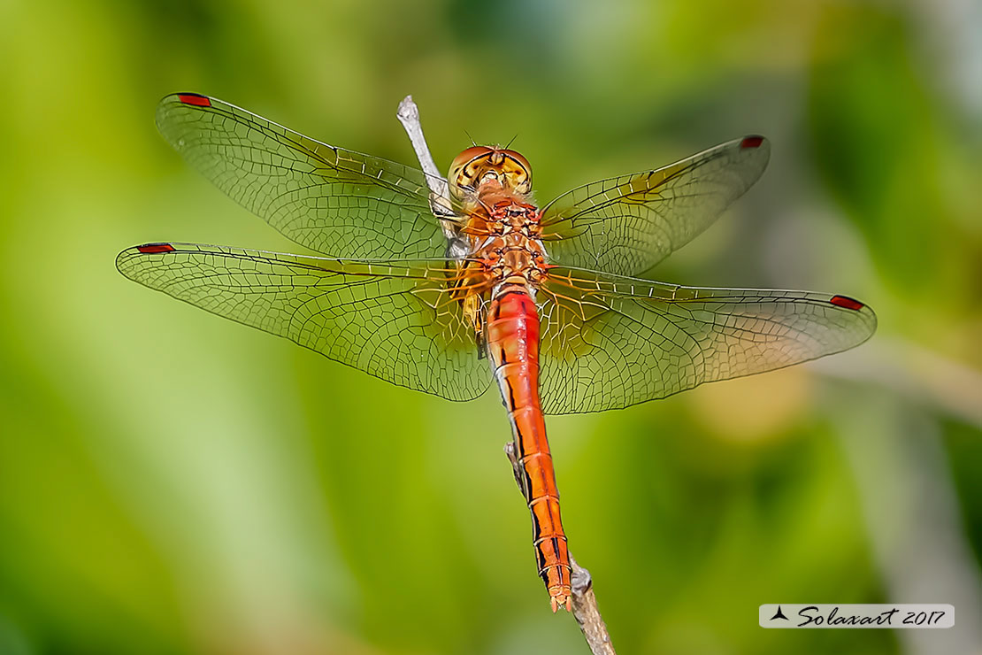Sympetrum Flaveolum: Cardinale dorato (femmina) ; Yellow-winged darter (female)
