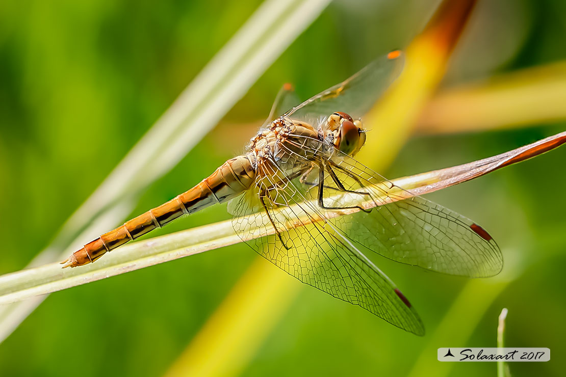 Sympetrum Flaveolum: Cardinale dorato (femmina anziana) ; Yellow-winged darter (old female)