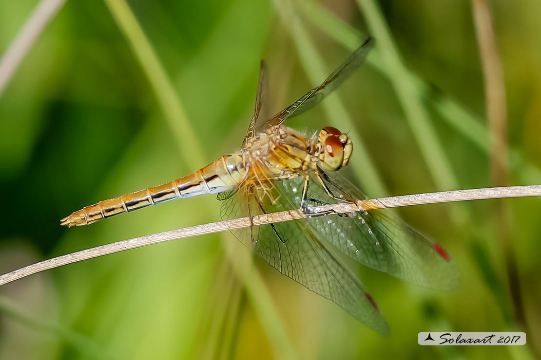 Sympetrum Flaveolum: Cardinale dorato (femmina) ; Yellow-winged darter (female)