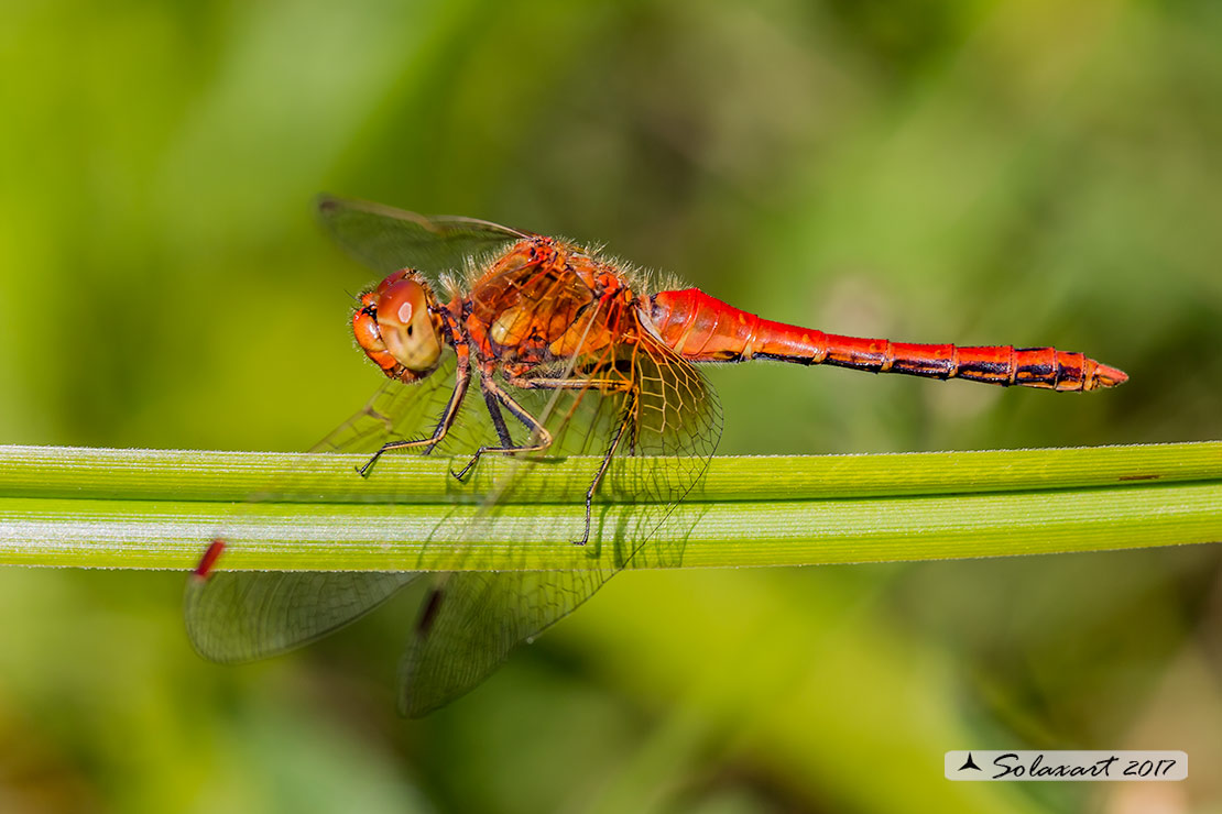 Sympetrum Flaveolum: Cardinale dorato (maschio) ; Yellow-winged darter (male)