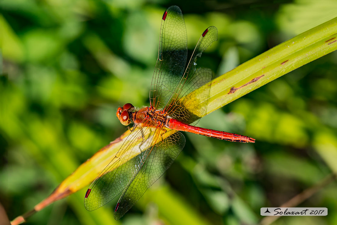 Sympetrum Flaveolum: Cardinale dorato (maschio) ; Yellow-winged darter (male)