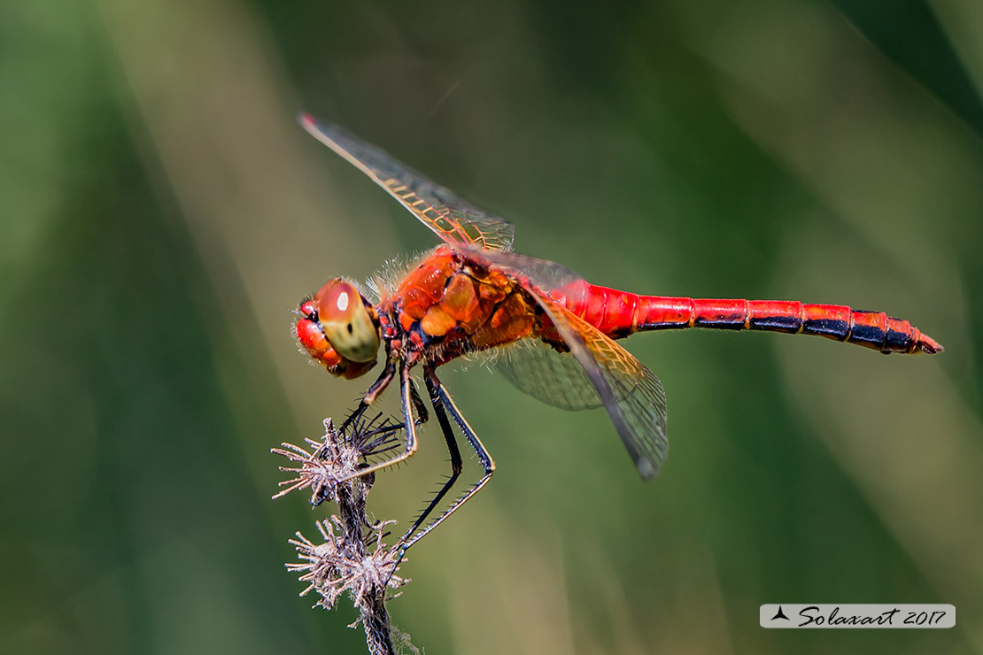 Sympetrum Flaveolum: Cardinale dorato (maschio) ; Yellow-winged darter (male)