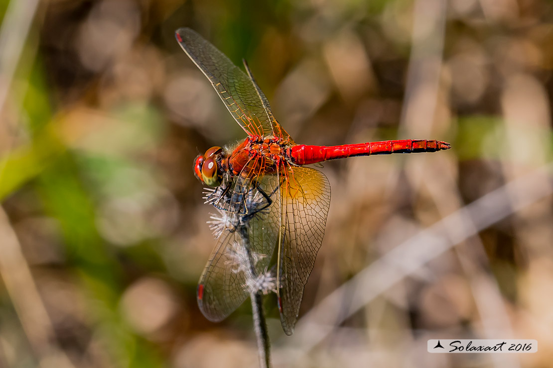 Sympetrum Flaveolum: Cardinale dorato (maschio) ; Yellow-winged darter (male)