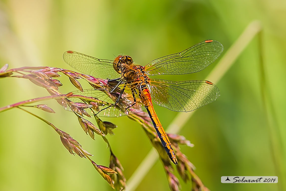 Sympetrum Flaveolum: Cardinale dorato (maschio) ; Yellow-winged darter (male)