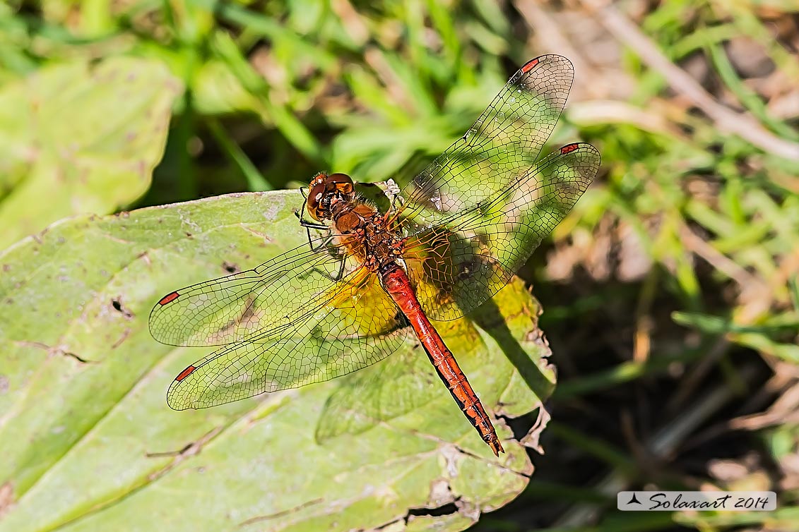 Sympetrum Flaveolum: Cardinale dorato (maschio) ; Yellow-winged darter (male)
