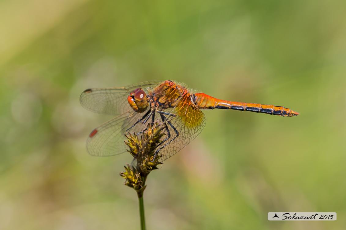 Sympetrum Flaveolum: Cardinale dorato (maschio) ; Yellow-winged darter (male)