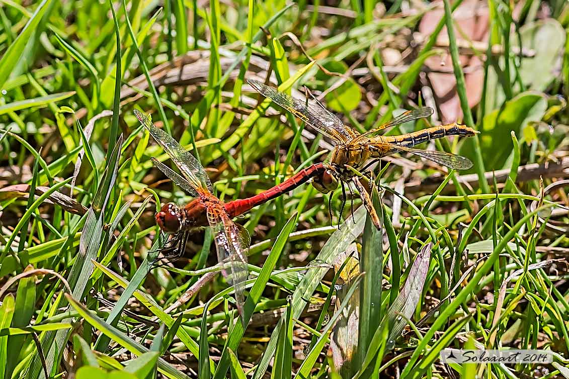 Sympetrum Flaveolum  (Tandem) - Yellow-winged darter (Tandem)